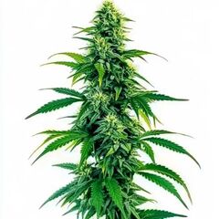 Auto Acapulco Gold, Фасовка: 3+1
